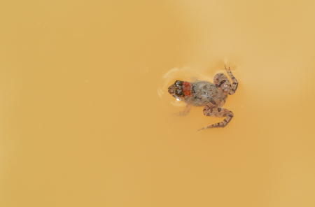 small frog / common brown little frog field float on the surface waterの写真素材