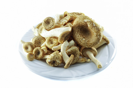 fresh lung oyster mushroom / indian oyste phoenix mushroom from farm on plate isolated on white backgroundの写真素材