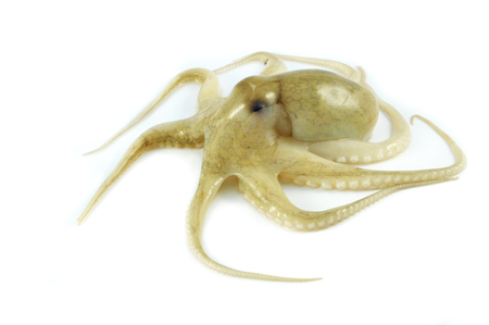 fresh squids isolated / raw squids isolated on white background -  fresh octopus seafood for cooking foodの写真素材