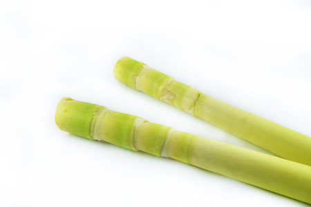 fresh bamboo shoot isolated / young of green bamboo shoot trunk organic nature isolated on white backgroundの写真素材