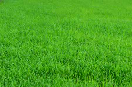 green field background / rice plant growing on grass field nature green texture backgroundの写真素材