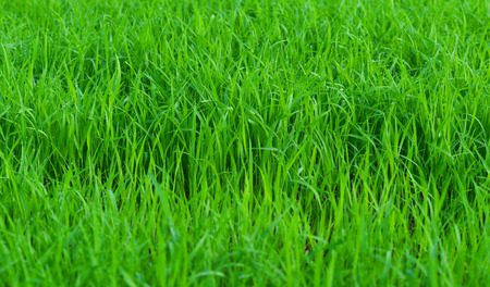 green field background / rice plant growing on grass field nature green texture backgroundの写真素材