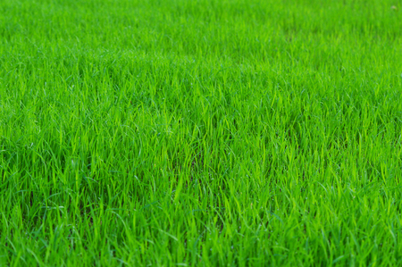 green field background / rice plant growing on grass field nature green texture backgroundの写真素材
