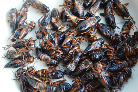 Fried insects / Pile of fried cricket insects fried with salt on white plate background - jumping cricket for snack street food in thailandの写真素材