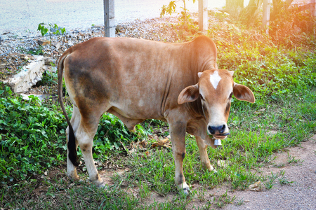 cow grazing in the farm / red cow in cattle farm village countryside in asiaの写真素材