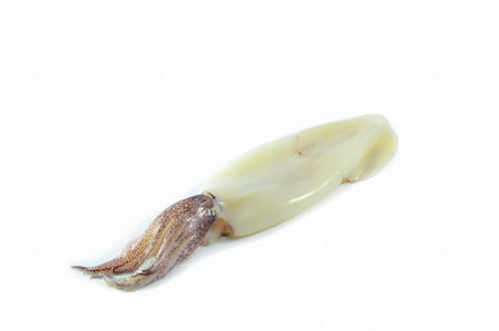 fresh squids isolated / raw squids isolated on white background - fresh octopus seafood for cooking foodの写真素材