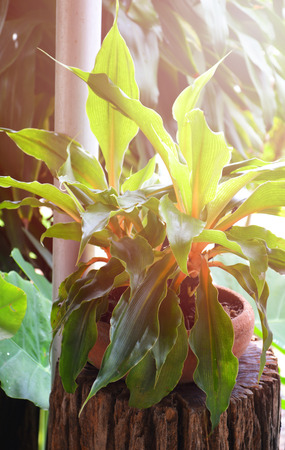 pot plant on wood stump / green plant in baked clay pot decorative in the garden summer dayの写真素材