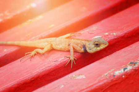 garden lizard on red background / brown lizard asia reptile wildlife (Oriental garden lizard)の写真素材