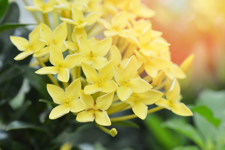 yellow ixora flower / close up of ixora yellow flower blossoming in the garden on spring green background - west indian jasmine flower in rubiaceae familyの写真素材