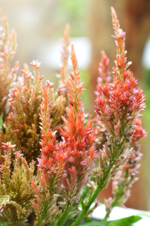 cockscomb flower in the garden / colorful orange plumed cockscomb flower or celosia argentea blossoming spring gardenの写真素材