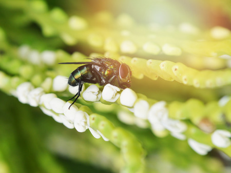 fly insect on green nature background / green plant with fly insect and light background / close up green fly in natureの写真素材