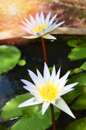 water lily flower in water pond / close up of beautiful yellow white flower water lily or white lotus in pond gardenの写真素材