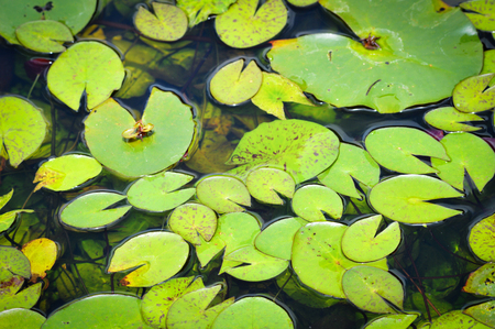 lily water leaf in pond / close up of green leaf lily water or lotus pond in the gardenの写真素材