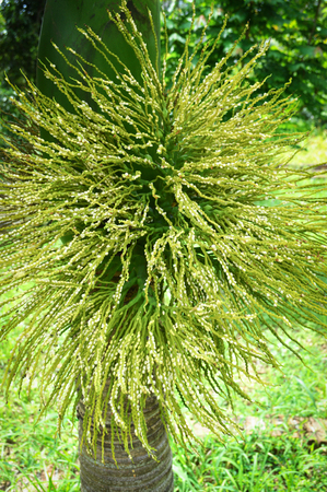flower or small fruit of dates palm on tree in the green palm gardenの写真素材