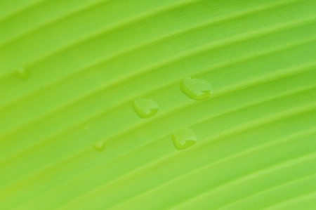 banana leaf background / close up of green leaf banana with droplet raindrops on top plantの写真素材