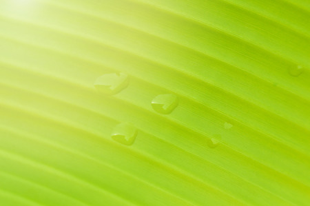 banana leaf background / close up of green leaf banana with droplet raindrops on top plantの写真素材