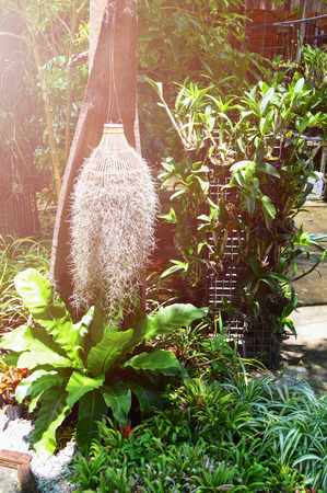 spanish moss hang in the garden / green ornamental plants  growing in the garden green house with spanish moss (Tillandsia usneoides)の写真素材