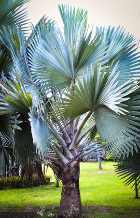 big leaf palm tree in the park garden / ornamental plants palm treeの写真素材