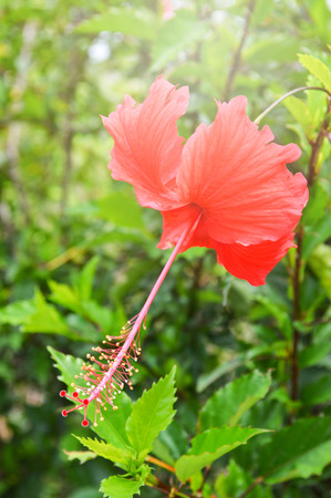 red hibiscus flower red on tree blooming in the nature garden background / Hibiscus rosa sinensis , Chinese roseの写真素材
