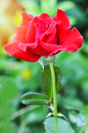 rose flower plant nature background / colorful red rose flower not blooming in summer green blur backgroundの写真素材