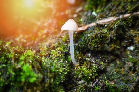 small mushrooms wild growing on mos ground / nature wild forest with little mushrooms