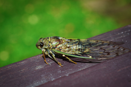 Cicada Bug , Cicada insect on wood on Green background.の写真素材