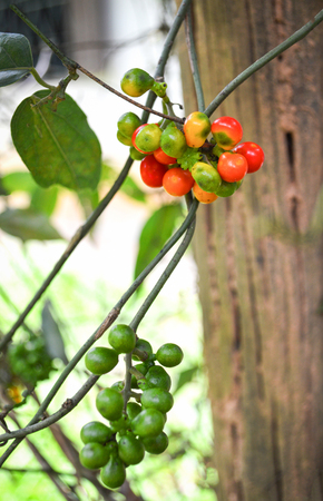 fruit seed tiliacora triandra of name in thai Yanang for food and herbal medicine natureの写真素材