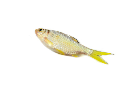 small fish isolated / siamese mud carp fish isolated on white - yellow tail fish