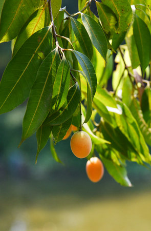 plum mango tropical fruit on tree / ripe of plum mango on the branch tree with green leaf or sweet...