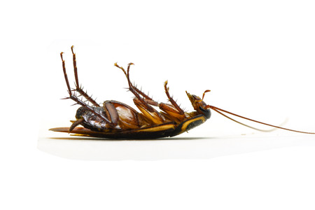 cockroach isolated / lying dead of cockroach insect isolated on white background / insecticide...