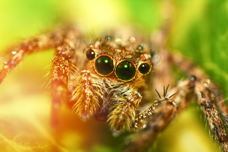 Jumping spider beautiful / Close up of jumping spider colorful on nature green leaf plant background - macro insectの写真素材