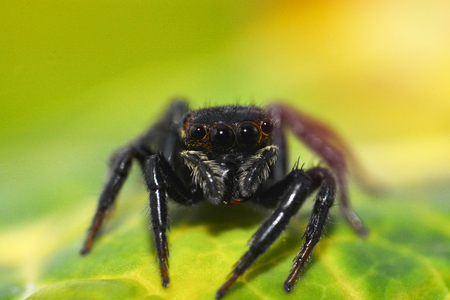 Jumping spider beautiful / Close up of black jumping spider colorful on nature green leaf plant background - macro insectの写真素材