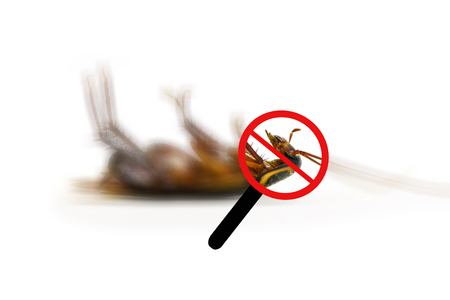 cockroach isolated / lying dead of cockroach insect isolated on white background / insecticide products (Blatta lateralis)の写真素材