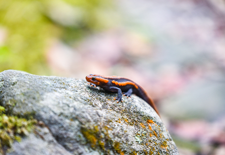 salamander on the rock / wildlife reptile crocodile salamander spotted orange and black rare animals...
