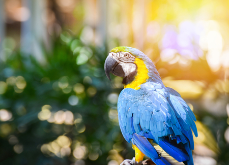 macaw birds parrot / colorful of blue and yellow macaw birds on branch tree - beautiful parrot bird jungle on nature green background - yellow blue wing macaw ara araraunaの写真素材