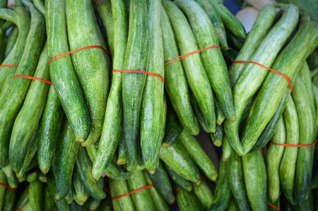 fresh snake gourd in the market / pile of green snake gourd vegetable backgroundの写真素材