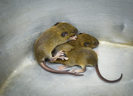 baby rat trap / group of three baby fur brown rat trap in bucket aluminum bin - rat wild Rattus norvegicusの写真素材