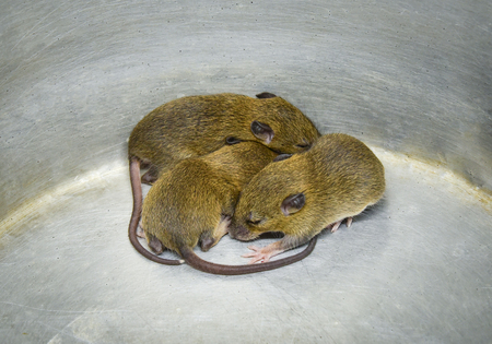 baby rat trap / group of three baby fur brown rat trap in bucket aluminum bin - rat wild Rattus norvegicusの写真素材