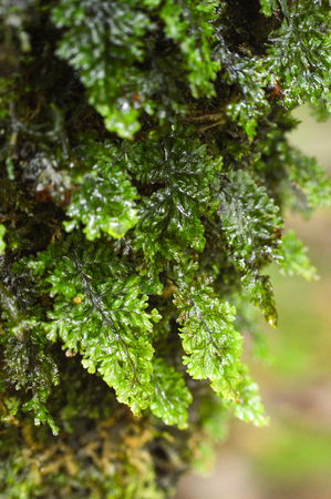small plant on wild wet with rain selective focus in the rainforest / close up of green fern growing on the rockの写真素材