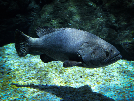 giant grouper fish / dragon or giant grouper swimming marine life underwater ocean - Queensland...