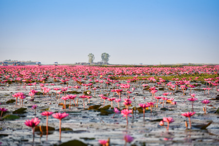 Udon Thani Thailand red or pink field river with pink water lily lotus field on surface water lake / landscape pink nature  in morning mist - Red Lotus Sea water lilies landmark udonthani thailandの写真素材