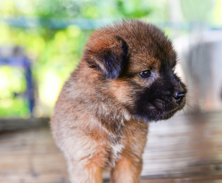 puppy cute dog / baby brown puppy dog asia thaiの写真素材