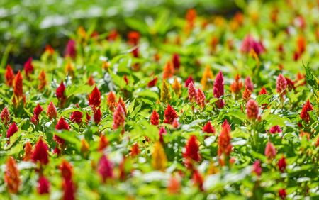 Colorful garden flower / Multi color green lawn in colorful landscape plant and flower blooming spring garden with Celosia argentea or Plumed cockscomb blossom on background selective focusの写真素材