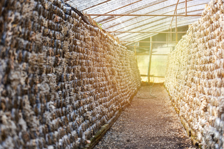 Mushroom farm / Organic oyster mushrooms and shiitake mushrooms mold in plastic bag for growing in mushrooms farm agricultureの写真素材