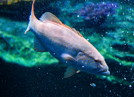 Blue spotted grouper fish ocean / marine life of grouper fish swimming underwater aquarium tank -...