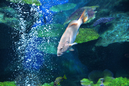 Blue spotted grouper fish ocean / marine life of grouper fish swimming underwater aquarium tank -...