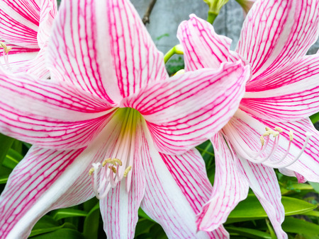 Star lily flower tropical plant / colorful pink star lily flower blooming in the garden or Pink and...