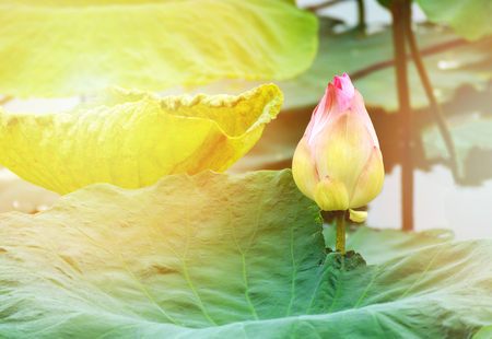 Green lotus leaves with of lotus flower on natural waterの写真素材