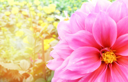 Hot pink dahlia flower / Calendula of Pink flower bloom in the summer gardenの写真素材
