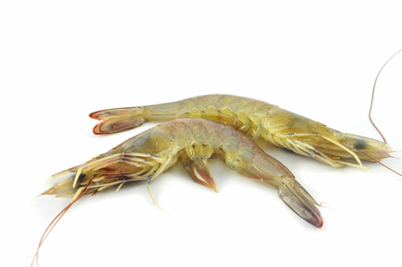 shrimp cocktail isolated / fresh raw shrimp isolate on white background - prawn white shrimp for cookの写真素材